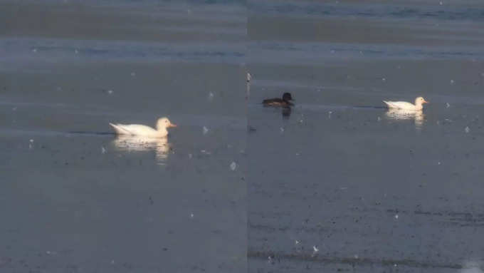 albino gadhvali duck