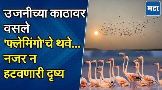 Flamingo Bird At Ujjani : उजनी धरणाच्या पाणलोट क्षेत्रात आले गुलाबी पंखांचे परदेशी पाहुणे; पर्यटकांना आनंद