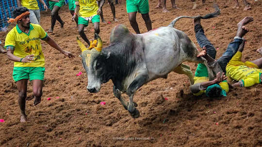 மதுரை ஜல்லிக்கட்டு போட்டிகள் 2025: நாளை முதல் முன்பதிவு துவக்கம்! ஆன்லைனில் விண்ணப்பிப்பது எப்படி?