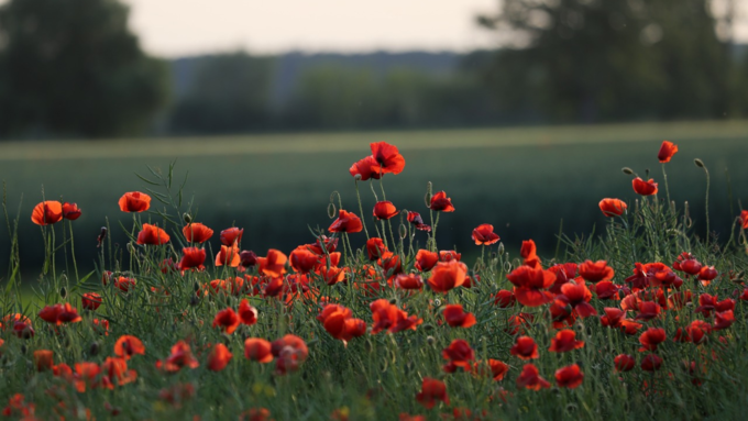 flowers