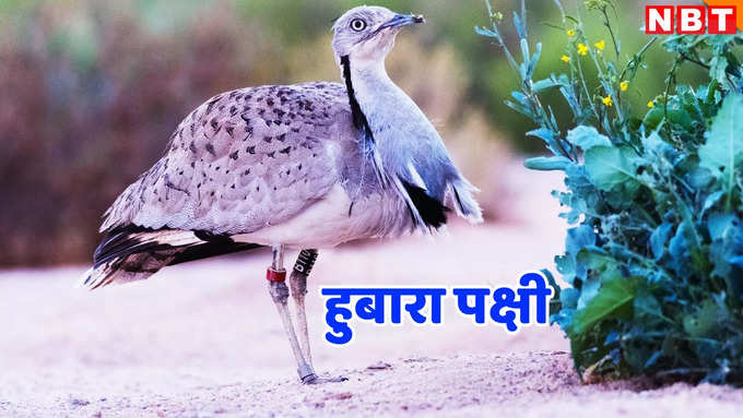 Houbara Bustard