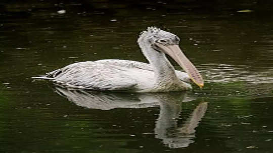 Spot-Billed Pelican: ‘नैसर्गिक दागिन्यां’ना बाधा