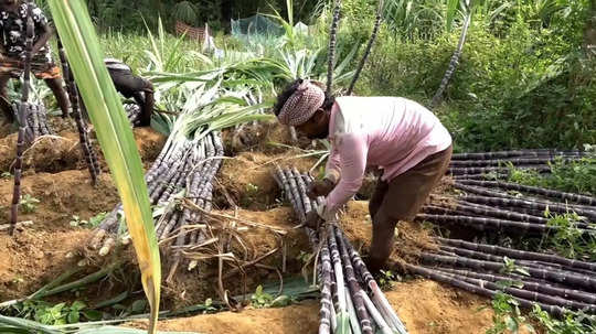 தமிழக அரசின் கரும்புக்கான தர நிர்ணயம்! கரும்பு விவசாயிகள் கடுமையாக பாதிக்கப்படுவதாக வேதனை!