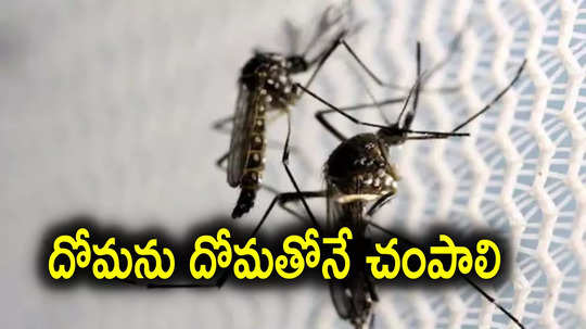 Mosquitoes: ఆడదోమల అంతమే లక్ష్యం.. మగ దోమల వీర్యంలో విషం, సైంటిస్ట్‌ల కొత్త ప్రయోగం