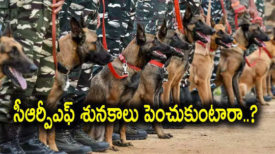 CRPF: జంతు ప్రేమికులకు బంపరాఫర్.. సీఆర్పీఎఫ్‌ రిటైర్డ్ శునకాలను పెంచుకునే అవకాశం..!