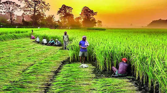 लातूरचा पीकविमा परळीच्या बँकेत वळविला; राष्ट्रवादी-शप युवक काँग्रेसचा गंभीर आरोप