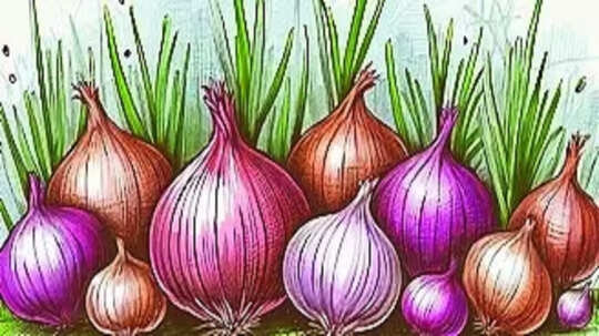 Onion New Variety: कांदा आता अधिक टिकणार; 'एनएचआरडीएफ'कडून कांद्याचे नवीन वाण विकसित