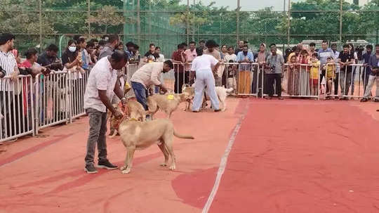 திருச்சியில் நாய்கள் கண்காட்சி - க்யூட்டாக வாக்கிங் சென்ற நாய்கள் ஆச்சரியத்துடன் கண்டு கழித்த வளர்ப்பு நாய் பிரியர்கள்!