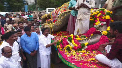 நெல்லையப்பர் கோவில் யானை காந்திமதி உடல் கோவிலுக்கு சொந்தமான தாமரை குளத்தில் நல்லடக்கம்!