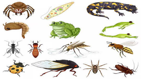 One Million Species Of Insects : कीटकांचे कैसे हे चालणे?