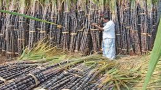 கோயம்பேடு சிறப்பு சந்தை....கரும்பு வரத்து அதிகரிப்பால் விலை குறைவு!