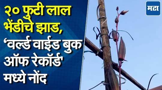 २० फूट उंचीचं भेंडीचं झाड पाहिलात का? सिंधुदुर्गातील डॉ.आजगावकरांनी कशी साधली किमया?