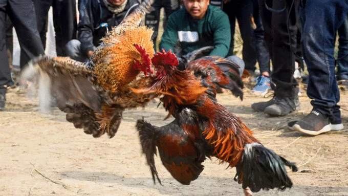 छोटे कॉक फाइट आयोजक भी पीछे नहीं