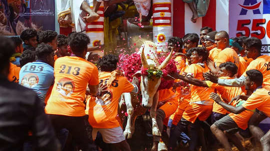 1,100 കാളകൾ, 900 വീരന്മാർ; ജല്ലിക്കെട്ടിന് തമിഴ്നാട്ടിൽ തുടക്കം; ട്രാക്ടറും കാറും മുതൽ നിരവധി സമ്മാനങ്ങൾ