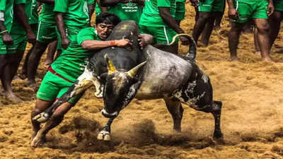 மதுரை பாலமேடு ஜல்லிக்கட்டு: முன்னேற்பாடு பணிகள் ஓவர்... 2400 போலீசார் பாதுகாப்பு!