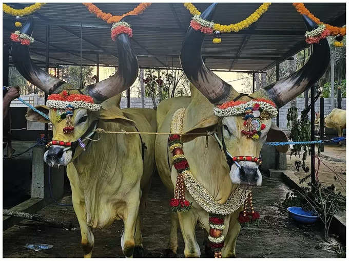 ಪ್ರಾಣಿಗಳೆಂದರೆ ಇಷ್ಟ