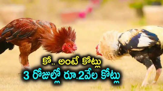 Cockfights: ఈ సంక్రాంతికి రూ.2000 కోట్ల కోళ్ల పందేలు.. కనుమ రోజే రూ.వెయ్యికోట్లు