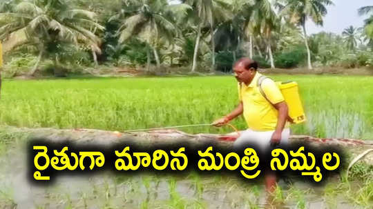 AP Minister: సంక్రాంతి వేళ రైతుగా మారి.. పొలంలో దిగి పురుగుమందులు పిచికారీ చేసిన మంత్రి నిమ్మల