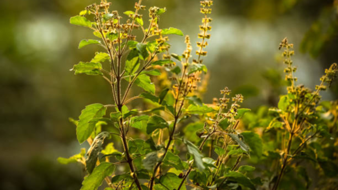 ಎಲೆಯ ಬಣ್ಣ ಹಳದಿಯಾಗುವುದು