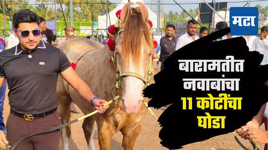 Baramati Horse : सोनेरी डोळे, बारामतीत ११ कोटींचा घोडा, हैदराबादच्या नवाबांची शानच न्यारी!