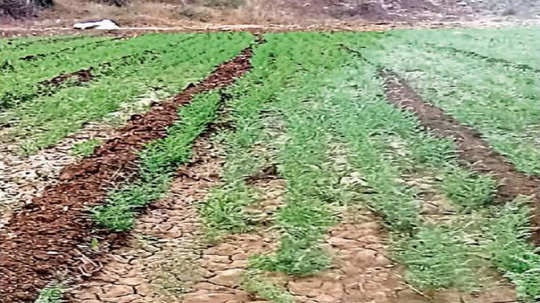 हरभऱ्यावर घाटेअळीचे संकट; फुलंब्रीत ढगाळ वातावरणामुळे प्रादुर्भाव वाढला, शेतकऱ्यांमध्ये वाढली चिंता