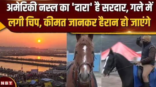 Mahakumbh 2025: मेले की सुरक्षा में लगाए गए विदेशी नस्ल के घोडे़, दूर से ही भांप लेते हैं खतरा