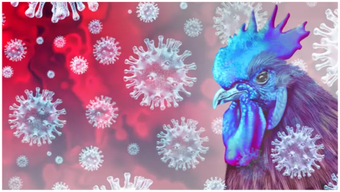 H5N1 ವೈರಸ್ ಬಗ್ಗೆ ಹೇಳುವುದಾದರೆ...  