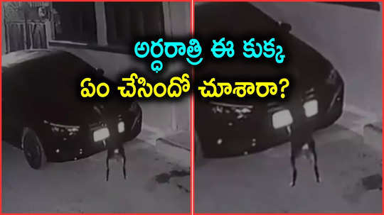 Car Accident: కుక్కను ఢీకొన్న కారు.. శునకం రివేంజ్ మామూలుగా లేదుగా, తలపట్టుకున్న ఓనర్..!