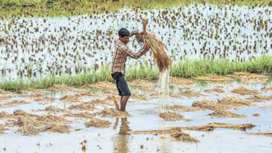 கனமழையால் நீரில் மூழ்கிய நெற்பயிர்கள்.... ஆய்விற்காக மத்திய குழுவினர் தமிழகம் வருகை!