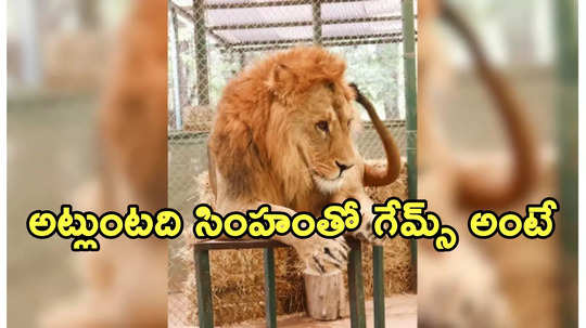 ఒళ్లు గగుర్పొడిచే ఘటన.. టిక్‌టాక్ వీడియో కోసం సింహం బోనులోకి యువకుడు