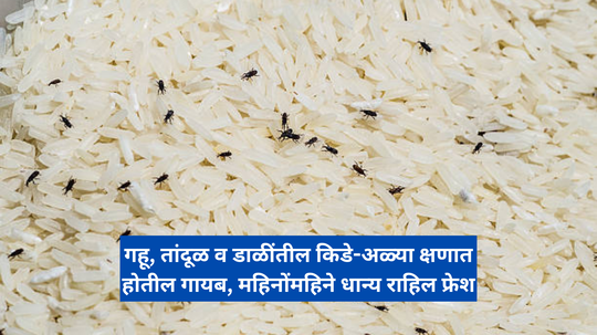 गहू तांदळात खूप अळ्या झाल्यात? किड्यांनी डाळी पोखरल्यात? करा हे 5 स्वस्त झटपट उपाय, महिनोमहिने धान्य राहिल फ्रेश