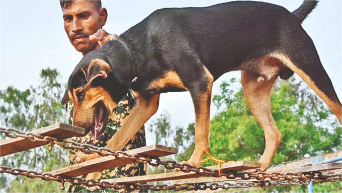 ರೇಬೀಸ್‌ ಅಪಾಯಕಾರಿಯೇ?