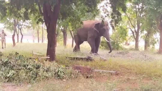 கோவை பன்னிமடை பகுதியில் பொதுமக்களை அச்சுறுத்தும் காட்டு யானை! விரட்ட தயாரான கும்கி யானை முத்து!