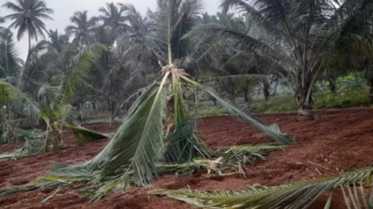 கோவையில் காட்டு யானைகள் நடமாட்டம் அதிகரிப்பு...தென்னை மரங்கள் சேதம்!