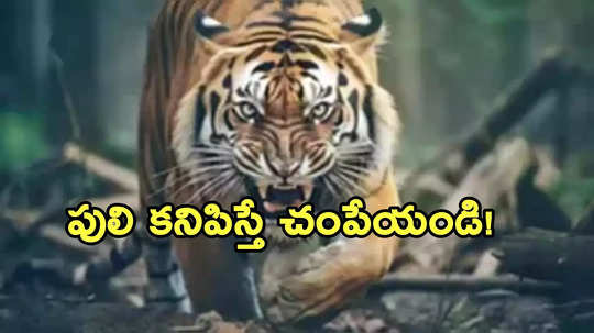 మనిషి రక్తం మరిగిన ఆ పులిని చంపేయండి.. ప్రభుత్వం సంచలన ఆదేశాలు