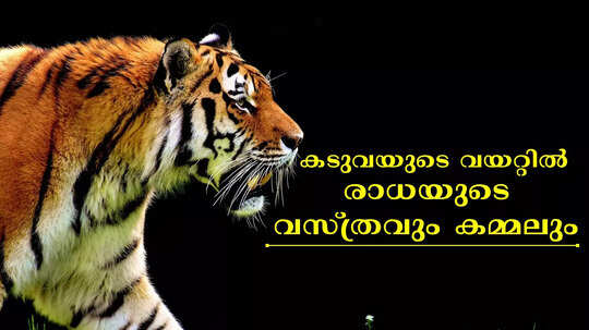 നരഭോജിക്കടുവയുടെ വയറ്റിൽ വസ്ത്രം, മുടി, കമ്മൽ; ശരീരത്തിൽ നാല് വലിയ മുറിവ്; മരണകാരണമിത്