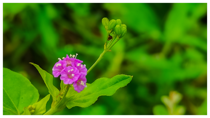 ಅಲಿಸಮ್ 