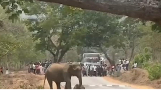 நீலகிரி கக்கநல்லா - பந்திப்பூர்  தேசிய நெடுஞ்சாலையில் உலா வரும் ஒற்றைக்காட்டு யானை....வாகன ஓட்டிகள் அவதி!