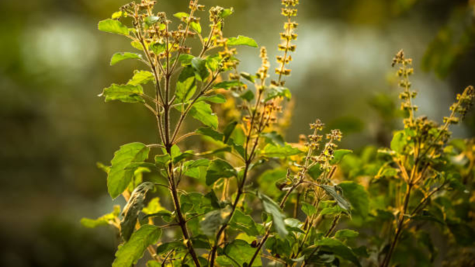 ತುಳಸಿ ಗಿಡ