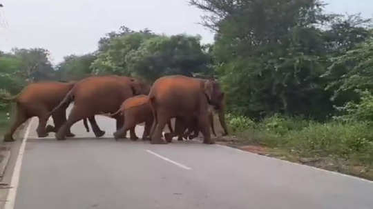 மேட்டுப்பாளையம் - கோத்தகிரி சாலையில் யானை கூட்டம்... வாகன ஓட்டிகளே கவனம்..!