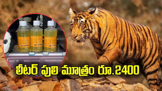 Tiger pee: లీటర్‌ పులి మూత్రం రూ.2400.. దేనికి ఉపయోగిస్తున్నారంటే?