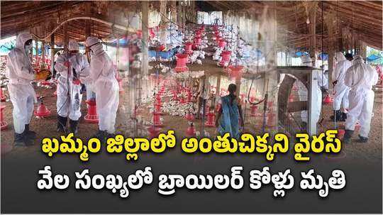 ఖమ్మం జిల్లాలో అంతుచిక్కని వైరస్.. వేల సంఖ్యలో కోళ్లు మృతి