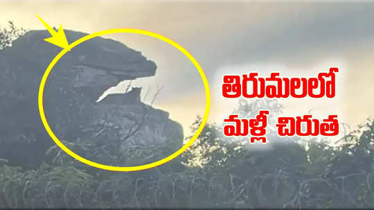 Leopard: తిరుమలలో మళ్లీ చిరుత కలకలం.. క్యూలైన్ల వద్ద సంచారం, భక్తులకు అలర్ట్