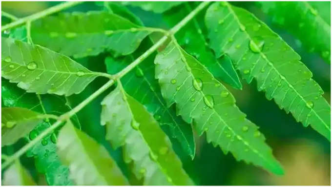 ಬೇವಿನ ಎಲೆಗಳನ್ನು ಜಗಿಯುವುದು