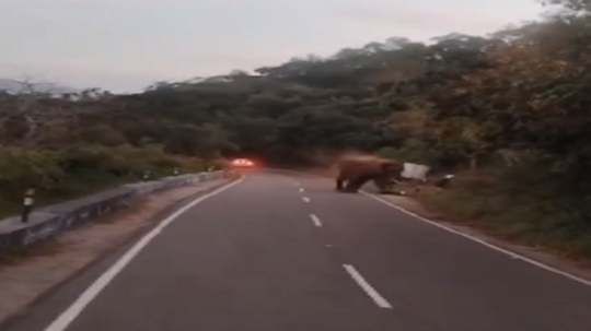 வால்பாறை சாலை அருகே உலா வந்த ஒற்றை காட்டு யானை.... ஜெர்மனி நாட்டைச் சேர்ந்த சுற்றுலாப் பயணியை யானை  தாக்கியதில் பலி!