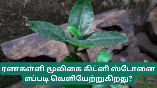 சிறுநீரக கற்கள் கரைந்து வெளியேற, உடல் ரணங்களை குணமாக்க ரணகள்ளி தான் பெஸ்ட், எப்படி யூஸ் பண்ணனும்!