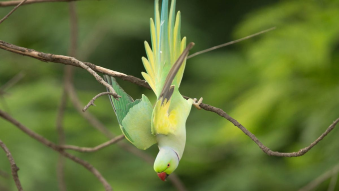 ಪಕ್ಷಿಗಳಿಗೆ ಇದನ್ನು ನೀಡಿ