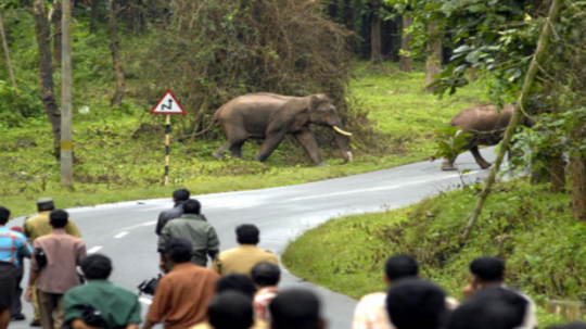 கோவையில் வன விலங்கு மனித மோதல் அதிகரிப்பு..... கணக்கெடுப்பில் வெளியான அதிர்ச்சி!