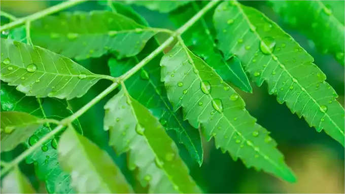 ಬೇವಿನ ಫೇಸ್ ಪ್ಯಾಕ್ ಮಾಡಲು ಏನು ಬೇಕು?