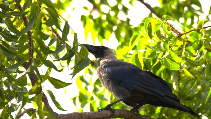 ಆಂಜನೇಯ ಸ್ವಾಮಿ ಪೂಜೆ ಮಾಡಿ